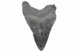 Fossil Megalodon Tooth - South Carolina #236301-1